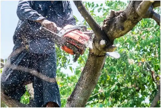 tree services Augusta